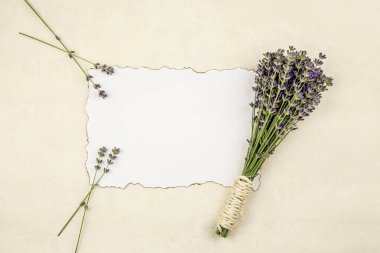 Yanmış kenarları ve bej arka planda taze lavanta dalları ile çevrili beyaz boş kağıt sayfa üst görünümü. Romantik klasik arka plan konsepti.