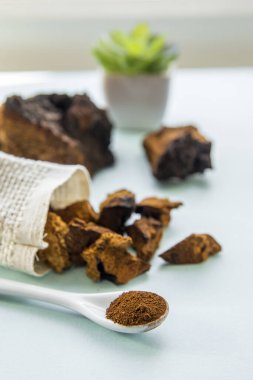 Vahşi doğal chaga mantarı, açık mavi arkaplanda çay ve kahve yapmak için Inonotus obur tozu ve parçaları. Sağlıklı bitkisel bitki temelli tıbbi gıda takviyesi konsepti.