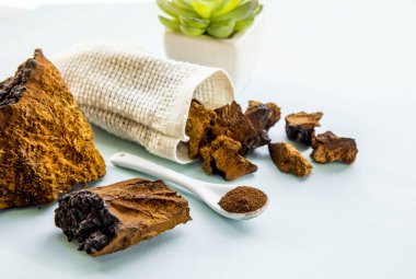 Vahşi doğal chaga mantarı, açık mavi arkaplanda çay ve kahve yapmak için Inonotus obur tozu ve parçaları. Sağlıklı bitkisel bitki temelli tıbbi gıda takviyesi konsepti.