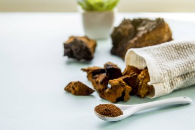 Vahşi doğal chaga mantarı, açık mavi arkaplanda çay ve kahve yapmak için Inonotus obur tozu ve parçaları. Sağlıklı bitkisel bitki temelli tıbbi gıda takviyesi konsepti.