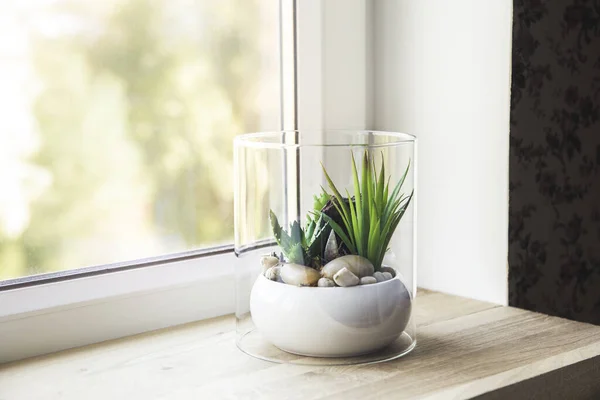 在自然光下 现代小桌上的玻璃杯为植物打开了玻璃杯 大量的复制空间 选择性焦点和模糊的背景 — 图库照片