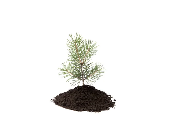 Small Pine Tree Pile Soil Isolated White Studio Shot — Stock Photo, Image