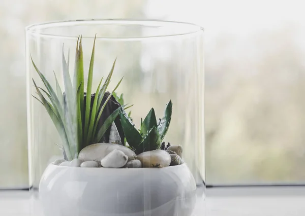 Small Modern Tabletop Glass Open Terrarium Plants Window Sill Natural — Stock Photo, Image