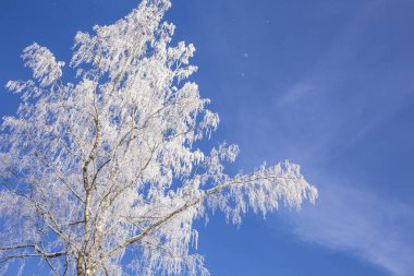 Kış ayazıyla kaplı huş ağacı arka planda açık mavi gökyüzü, metin için yer var..