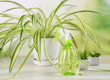 Yeşil parlak su püskürtme şişesi ve büyük saksıdaki ev bitkisine odaklanın (genellikle uçak bitkisi olarak da bilinen örümcek bitkisi, St. Bernard zambağı, örümcek sarmaşığı, kurdele bitkisi olarak da bilinir). 