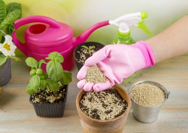 Woman gardener hand mixing vermiculite granules pellets with black gardening soil improves water retention, airflow, root growth capacity of all the plants growing in pots.  clipart