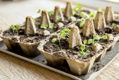 Small plats growing in carton chicken egg box in black soil. Break off the biodegradable paper cup and plant in soil outdoors. Reuse concept. clipart