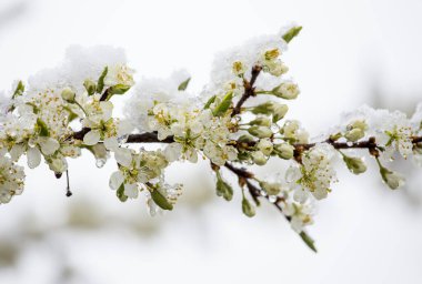 Kuzey Avrupa 'da ilkbaharda kar ve buzla kaplı aniden yağan kar, kiraz ağacı çiçekleri. İklim değişikliği konsepti. Instagram biçim filtresi, sanatsal renkler.