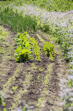Küçük organik bahçe, çeşitli yenilebilir bitkiler yazın açık havada, karanlık ve bereketli topraklarda sıra sıra yetişiyor..
