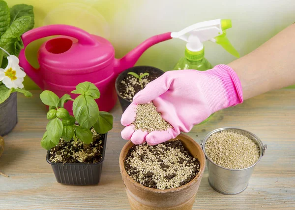 Woman gardener hand mixing vermiculite granules pellets with black gardening soil improves water retention, airflow, root growth capacity of all the plants growing in pots.
