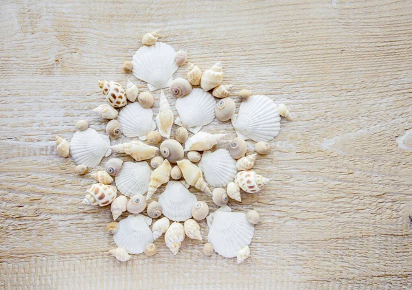 Beautiful Shell Mandala Pattern Made Real Seashells Traveling Exotic Places — Stock Photo, Image