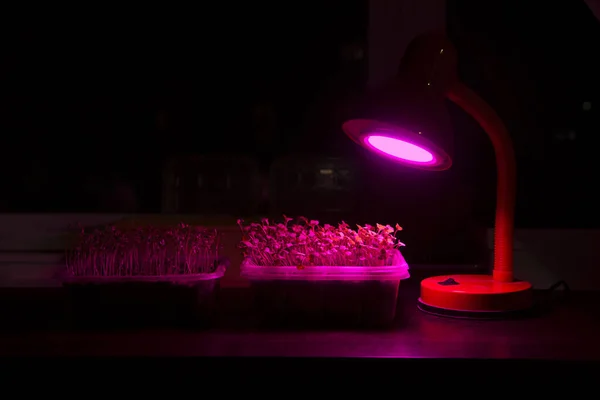 Pink colored LED lamp bulb light source for young plants to grow quicker or when lacking outdoors light. Copy space.