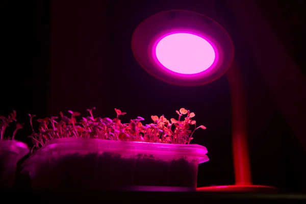 Pink colored LED lamp bulb light source for young plants to grow quicker or when lacking outdoors light. Copy space.