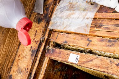 Varroa akarları arı kovanında imha ediliyor. Arı üzerinde yaşayan akarları öldüren sıvıyı uygulamak için. İlkbahar işi.