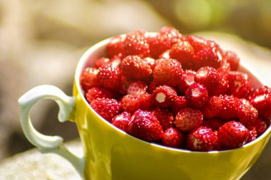 Kırmızı yabani çilek dolu sarı bardak. Kuzey Yarımküre 'de doğal olarak yetişir ve yenilebilir meyveler üretir. Mutlu yaz konsepti.