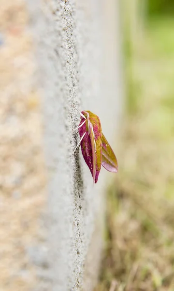 Elefantenfalter Deilephila Elpenor Wanze Auf Betonmauer Freien Sommer Ansicht Von — Stockfoto