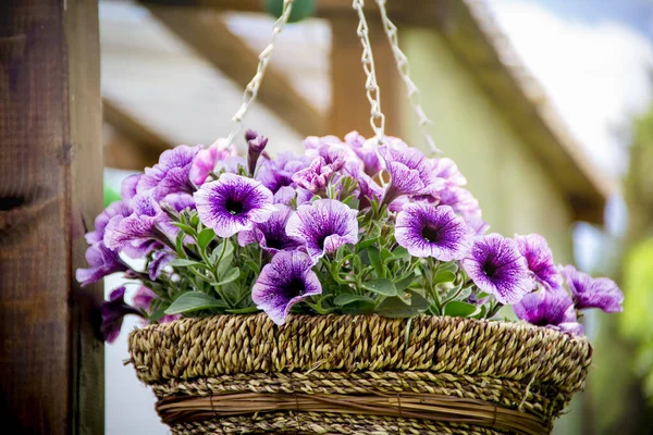 Hermosa Flor Petunia Púrpura Maceta Colgante Aire Libre Verano Petunia —  Fotos de Stock