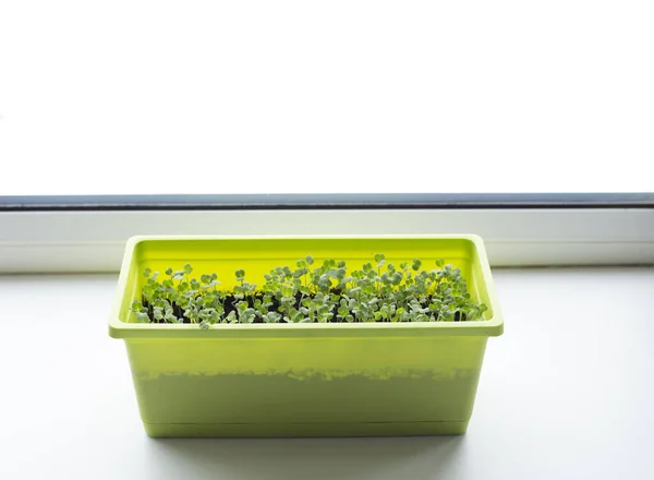 Növekvő Apró Salátafélék Ültetési Dobozban Ablakpárkányon Fehér Háttér Zöld Ültetési — Stock Fotó