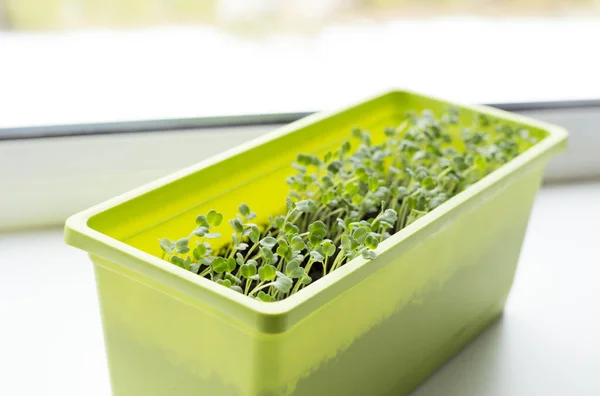Growing Tiny Lettuce Plants Planting Box Window Sill White Background — Stock Photo, Image