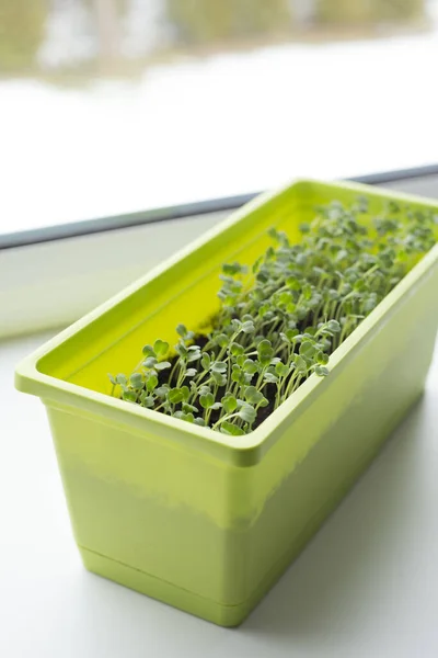 Growing Tiny Lettuce Plants Planting Box Window Sill White Background — Stock Photo, Image