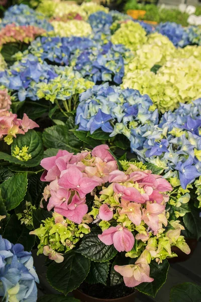 Montones Hortensias Diferentes Colores Una Floristería —  Fotos de Stock