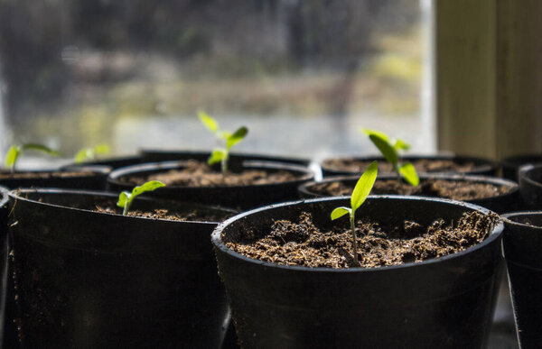 Small tomato plants in a black planting pots growing on window sill. Gardening concept.