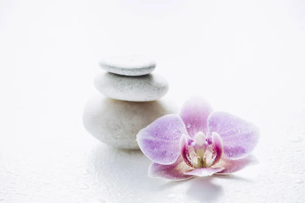 One pink orchid blossom with zen stones and water drops on light white background. Harmony concept. — Stock Image One Pink Orchid Blossom Zen Stones Water Drops Light White Stock Photo