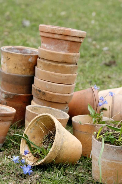 Bahara Terra Cota Saksıları Hazırlanıyor Lkbaharda Sibirya Squill Ekiyorum — Stok fotoğraf