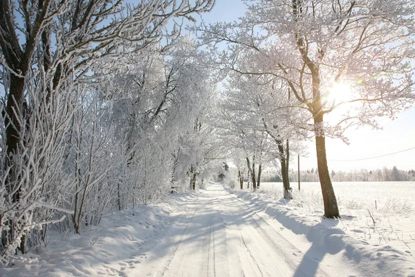 Kırsalda Ağaçlarla Kaplı Muhteşem Bir Kış Yolu Ağaçların Arasından Parlayan — Stok fotoğraf