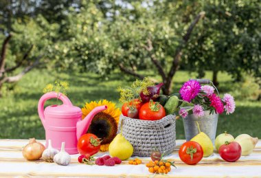 Farklı sebzeler ve meyvelerle dolu eğlenceli ve eğlenceli bir set masa üzerinde bir kova dolusu aster ve sonbaharda açık havada pembe sulama konsepti, hasat konsepti. Görüntü arka plan, stüdyo ışığı.