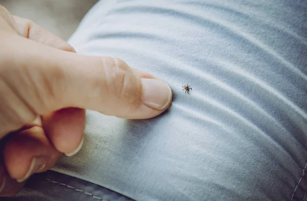 Irritante Bug Carrapato Perigoso Calças Pessoas Dedo Apontando Para Ele — Fotografia de Stock