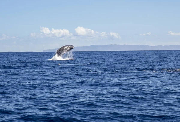 The sperm whale (Physeter macrocephalus) or cachalot is the largest of the toothed whales and the largest toothed predator. Jump out of the blue ocean water, nature outdoors in Atlantic ocean.