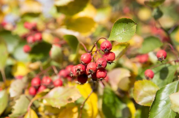 Crataegus Monogyna Bilinen Adıyla Şahin Dikenli Böğürtlen Avrupa Özgü Güzel — Stok fotoğraf