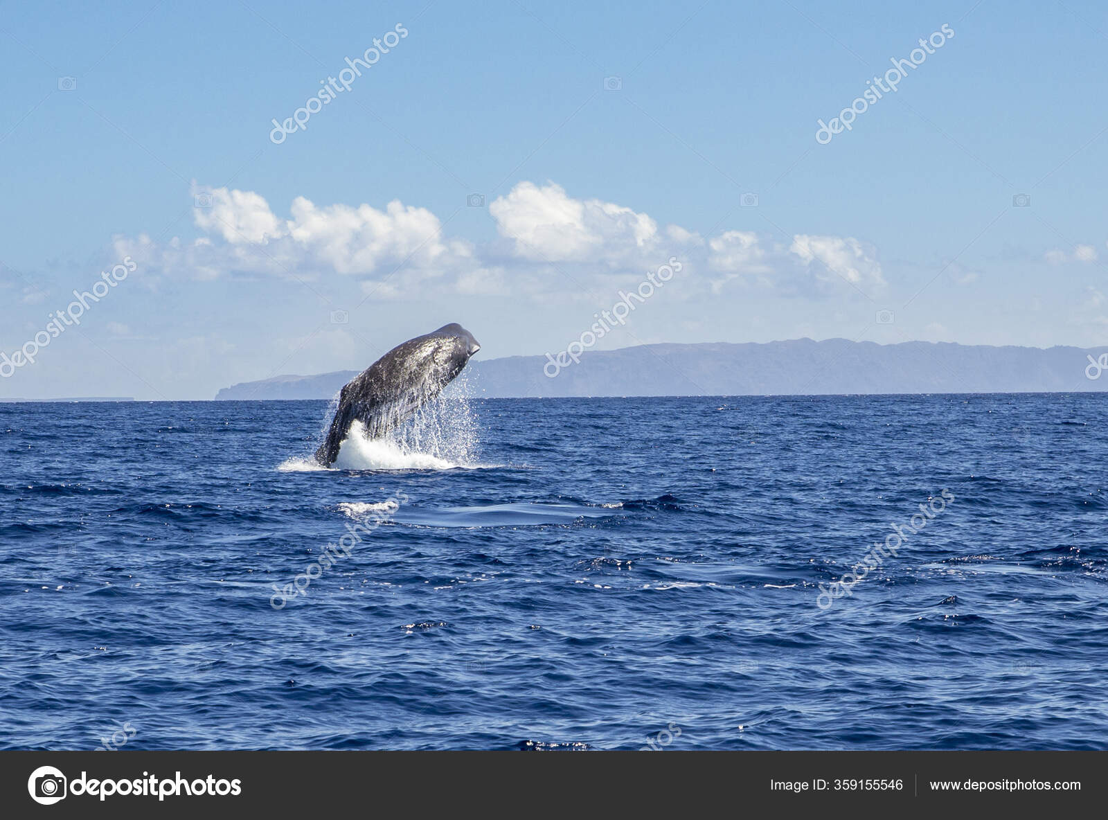 donde quiera evitar Hervir Diente de ballena fotos de stock, imágenes de Diente de ballena sin  royalties | Depositphotos