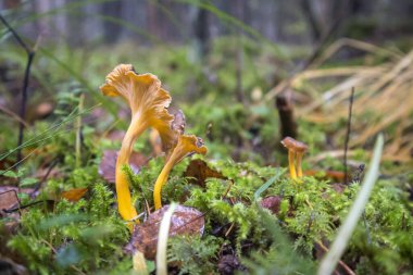 Craterellus lutescens veya Cantharellus lutescens veya Cantharellus xanthopus veya Cantharellus aurora, Sarı Ayak olarak da bilinen bir mantar türüdür. Ormanda büyüyen.