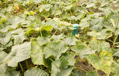 Güneş enerjili köstebek savar, bitki köklerini yeraltı kemirgenleri tarafından yok edilmekten korumak için bitkiler arasındaki salatalık tarlasında sonik titreşim veriyor. Çevre dostu teknoloji aygıtı.