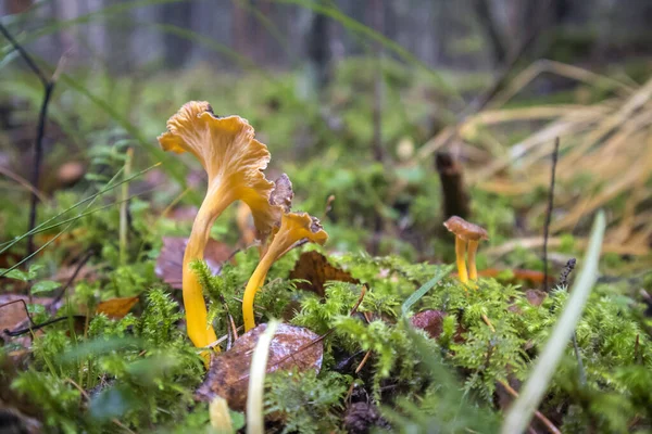 Craterellus Lutescens Cantharellus Lutescens Cantharellus Xanthopus Cantharellus Aurora 옐로우 풋으로 — 스톡 사진