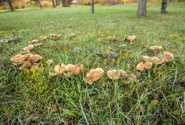 Fairy Ring Also Known Fairy Circle Elf Circle Elf Ring — Stock Photo, Image