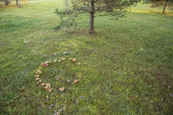 A fairy ring, also known as fairy circle, elf circle, elf ring or pixie ring, is a naturally occurring ring or arc of mushrooms.  they can sometimes be linked with good fortune.