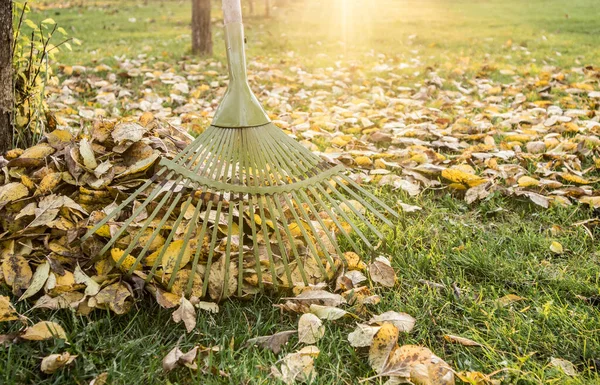 Leaf Rake Pile Apple Tree Leaves Autumn Home Garden Sunny — Stock Photo, Image