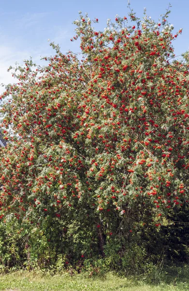 北ヨーロッパの秋に屋外で多くの赤い果実を持つ非常に緑豊かな芝生や山灰の木 — ストック写真