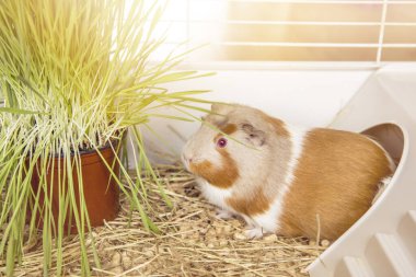 Evcil kobay (Cavia porcellus), kışın kafeste taze kedi otu yer..