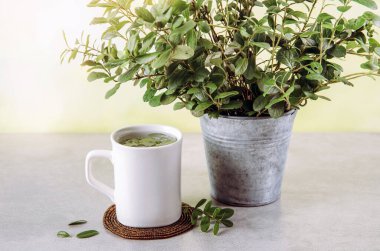 Lingonberry (Aşı vitis-idaea) yaprakları bitkisel ilaç çayı yapmak için kullanılır. Dekorasyon için arka planda taze dalları olan çinko kovası.