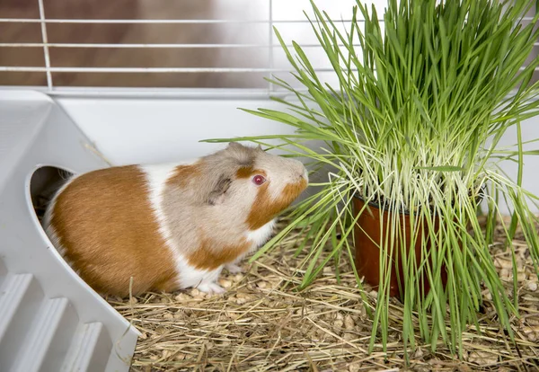 Domestic guinea pig (Cavia porcellus), eating fresh cat grass in winter in cage at home.