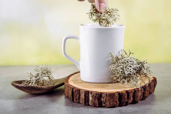 Graue Rentierflechten Cladonia Rangiferina Wurden Verwendet Tee Aus Kräutermedizin Trinken — Stockfoto
