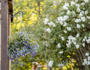 Lobelia erinus çiçeği (kenarlı lobelia, bahçe lobelia veya iz lobelia) güzel güneşli bir yaz akşamında bahçedeki çiçek saksısı parantezinde asılı duruyor..