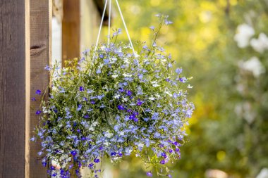 Lobelia erinus çiçeği (kenarlı lobelia, bahçe lobelia veya iz lobelia) güzel güneşli bir yaz akşamında bahçedeki çiçek saksısı parantezinde asılı duruyor..