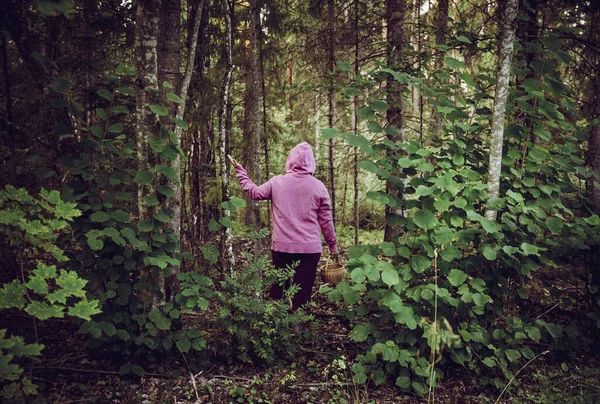 Kafası karışmış bir insan mantar toplamaya gitti ve ormanda kayboldu. Kuzey Avrupa 'da kafası karışmış ve kafası karışmış bir halde. İnsan doğada kaybolur. Parlak renkli giysiler giyiyor..