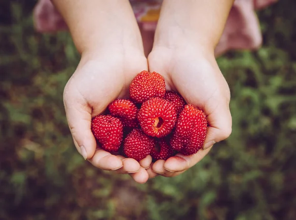 Rubus illecebrosus, balon çileği ve çilek olarak da bilinir. Ev bahçesinde yetişen yenilebilir meyve, çilek ve ahududu gibi görünüyor.. 