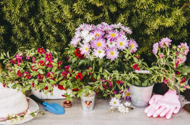 Bir sürü farklı pembe çiçek saksılarda ve ahşap masa üzerinde farklı bahçe aletleri, yeşil bahçe çalı arka planı. Bahçe konseptinde yaz zamanı.